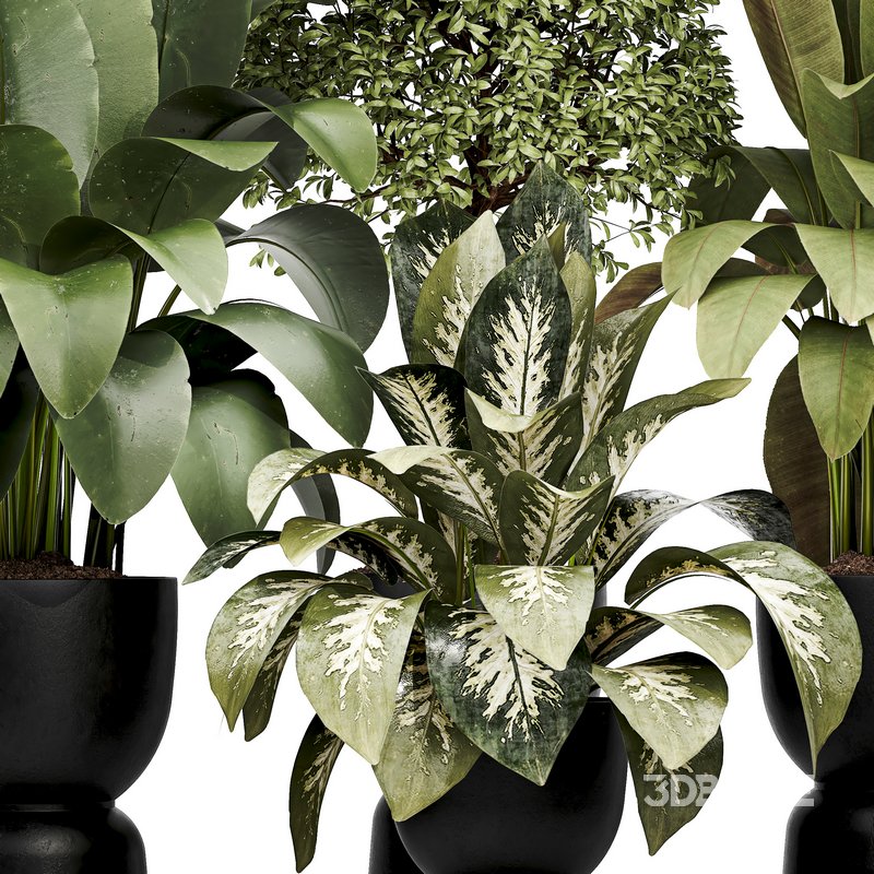 Indoor plant 05 Image 3