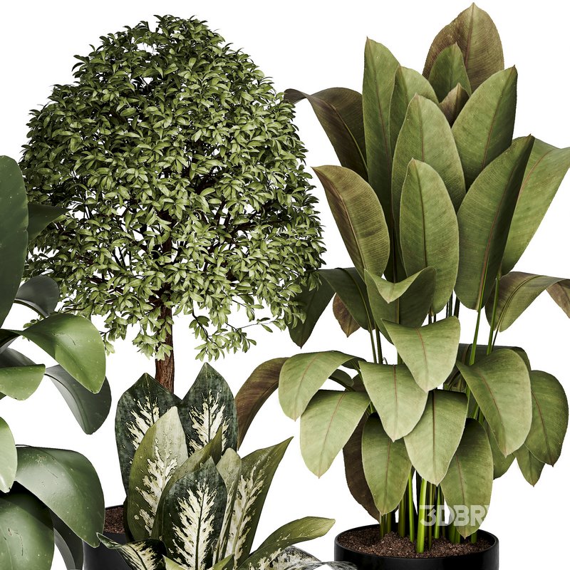 Indoor plant 05 Image 4