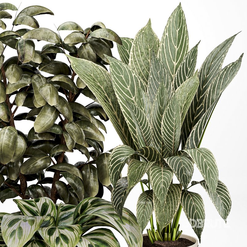 Indoor plant 03 Image 4