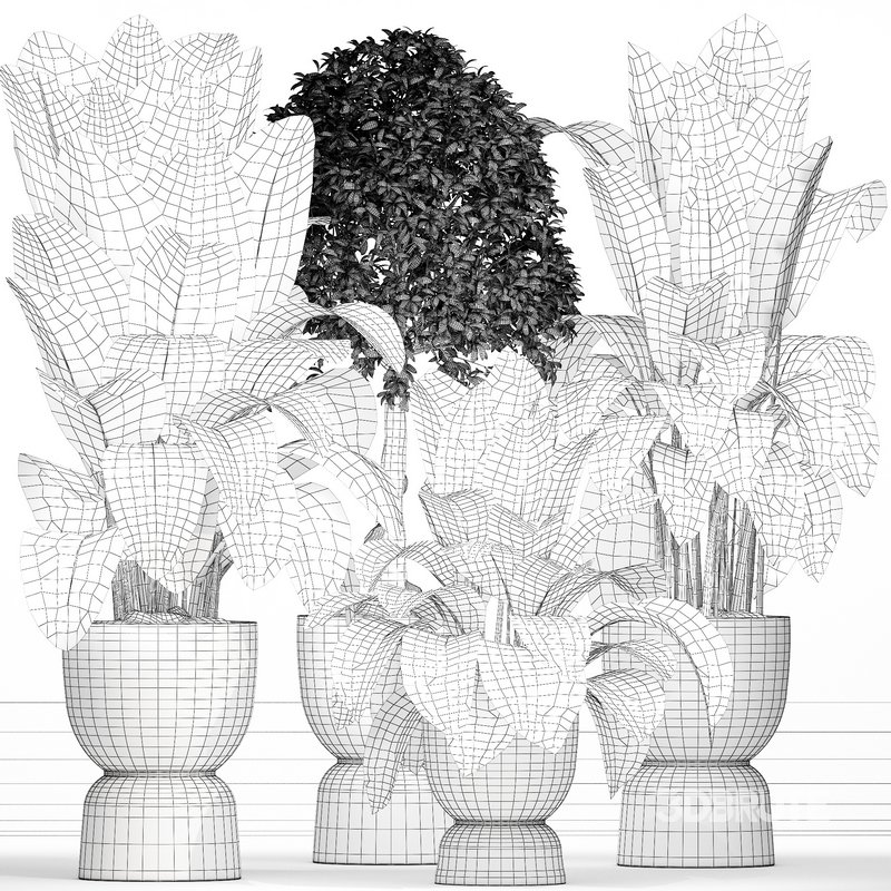 Indoor plant 05 Image 6