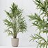 Indoor plants set 99 Lutescens Areca Palm and Ficus Benjamina and Paradise Strelitzia - Thumbnail 7