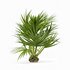Mexican Fan Palm and Canary Island Date Palm and Sabal Palmetto Cabbage Palm-14 trees - Thumbnail 4
