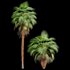 Mexican Fan Palm and Canary Island Date Palm and Sabal Palmetto Cabbage Palm-14 trees - Thumbnail 3