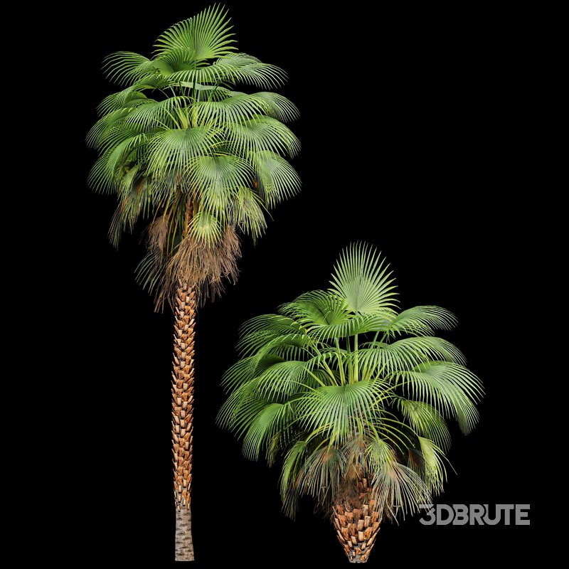 Mexican Fan Palm and Canary Island Date Palm and Sabal Palmetto Cabbage Palm-14 trees Image 3