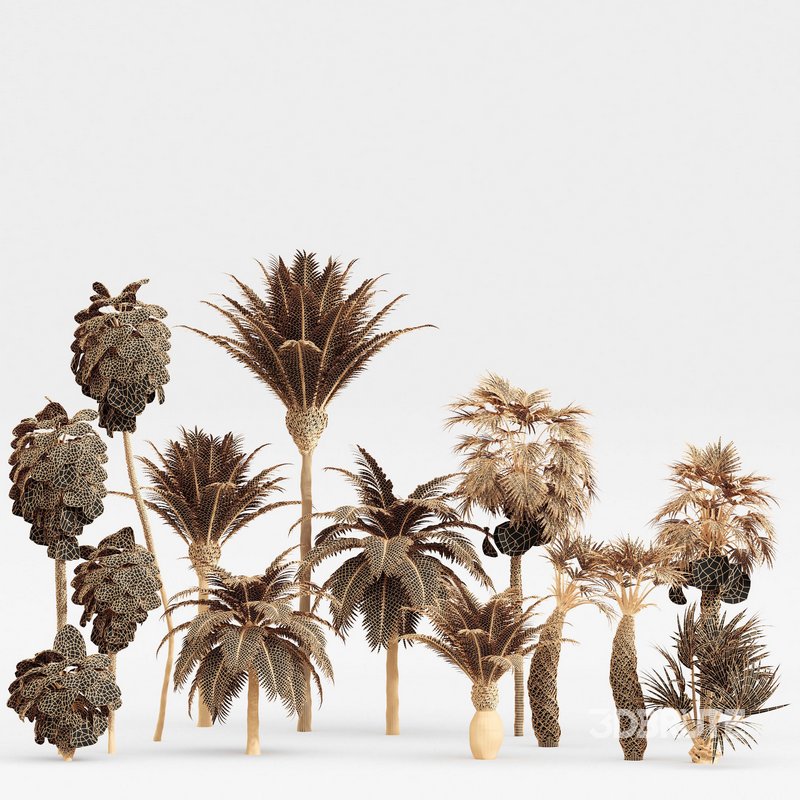 Mexican Fan Palm and Canary Island Date Palm and Sabal Palmetto Cabbage Palm-14 trees Image 5