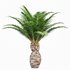 Mexican Fan Palm and Canary Island Date Palm and Sabal Palmetto Cabbage Palm-14 trees - Thumbnail 2
