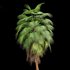 Mexican Fan Palm and Canary Island Date Palm and Sabal Palmetto Cabbage Palm-14 trees - Thumbnail 6