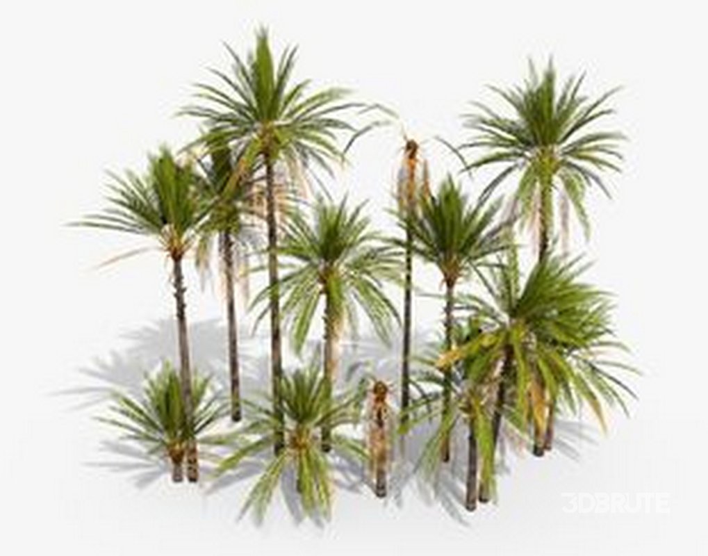 Mexican Fan Palm and Canary Island Date Palm and Sabal Palmetto Cabbage Palm-14 trees Image 7