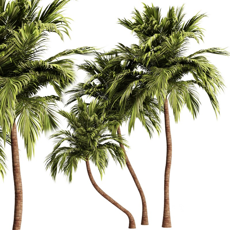 Palm Tree Set21 Image 1
