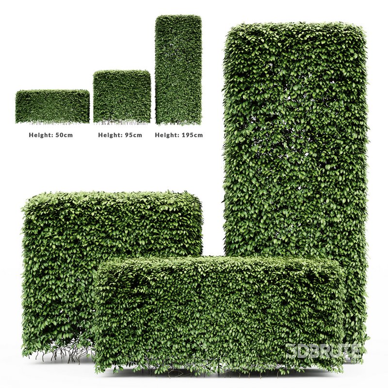 Dwarf Yaupon Holly Box Plant Image 4