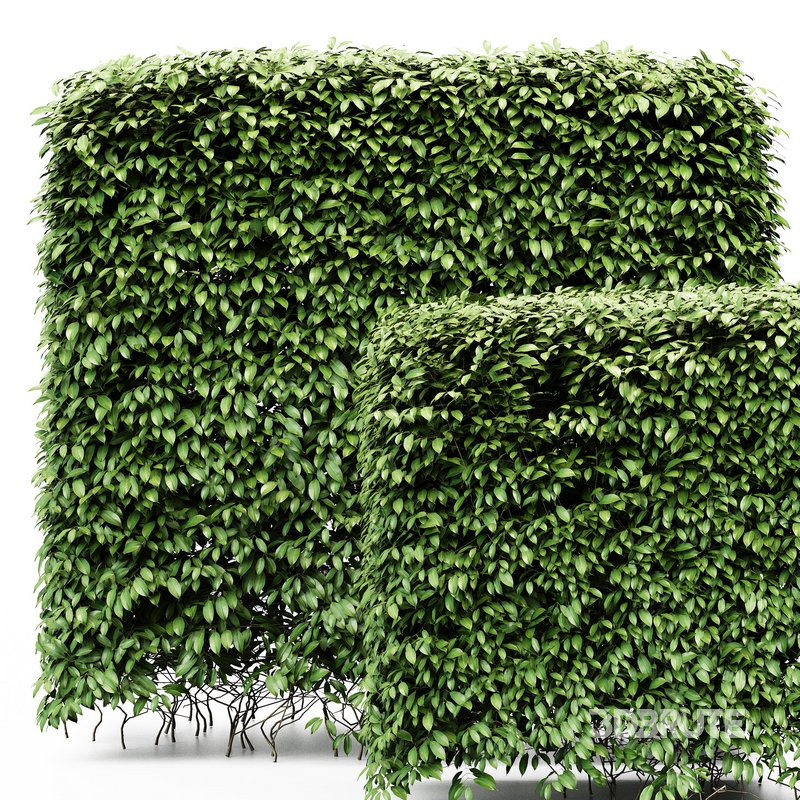 Dwarf Yaupon Holly Box Plant Image 2