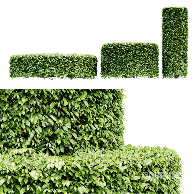 2 Dwarf Yaupon Holly Cylinder tree Image 3