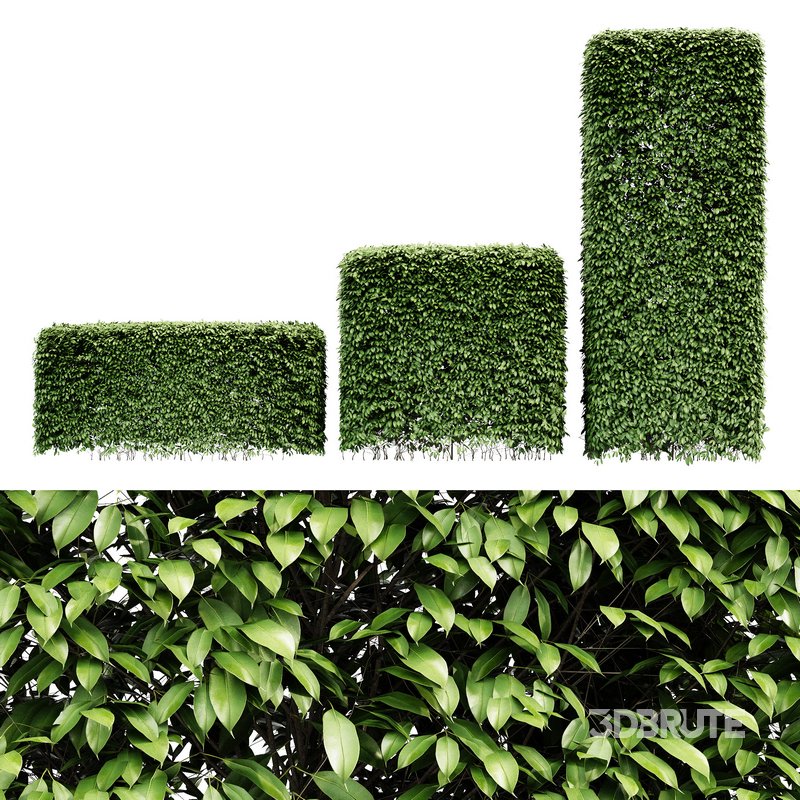 Dwarf Yaupon Holly Box Plant Image 1