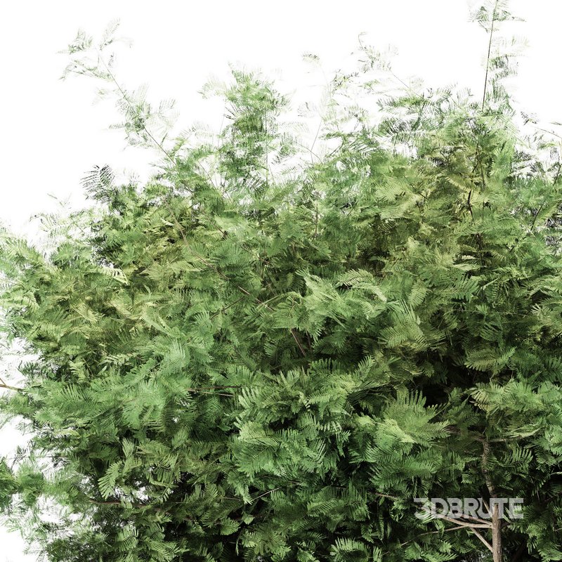 Acacia tree East africa tree Image 3