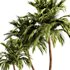 Palm Tree Set21 - Thumbnail 3