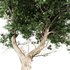 Acacia tree East africa tree - Thumbnail 5