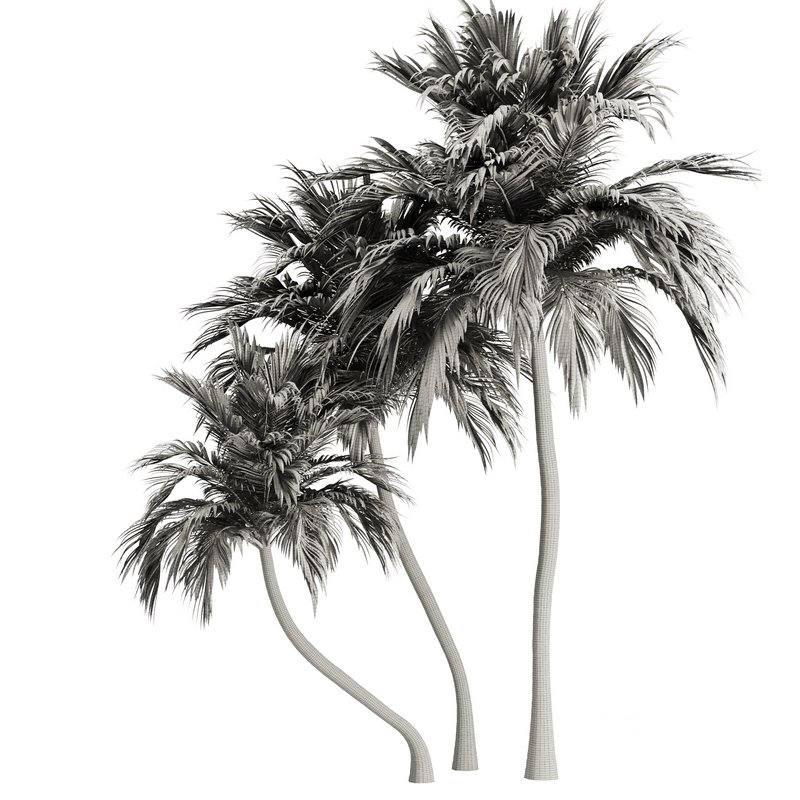 Palm Tree Set21 Image 5