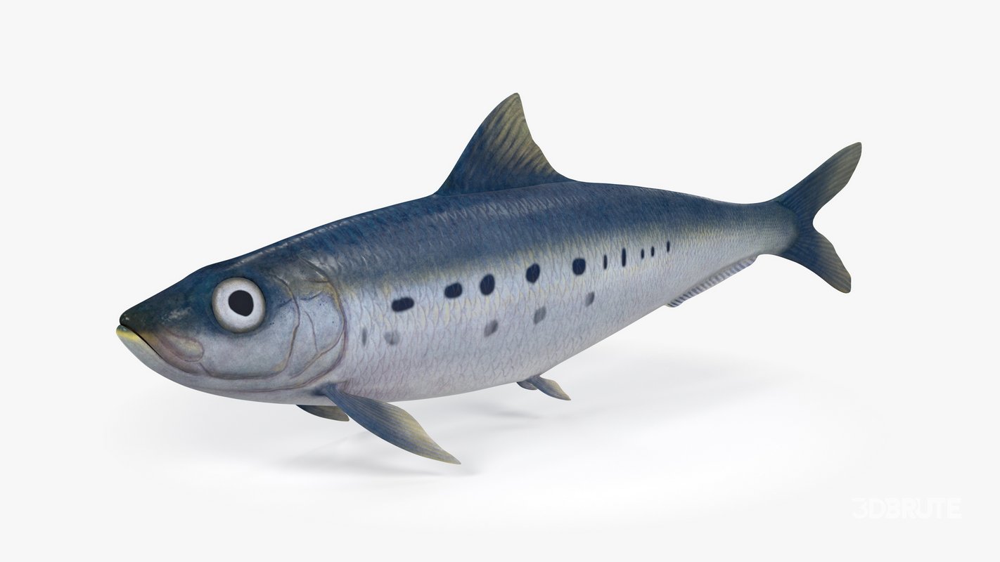 Sardine Fish Image 2