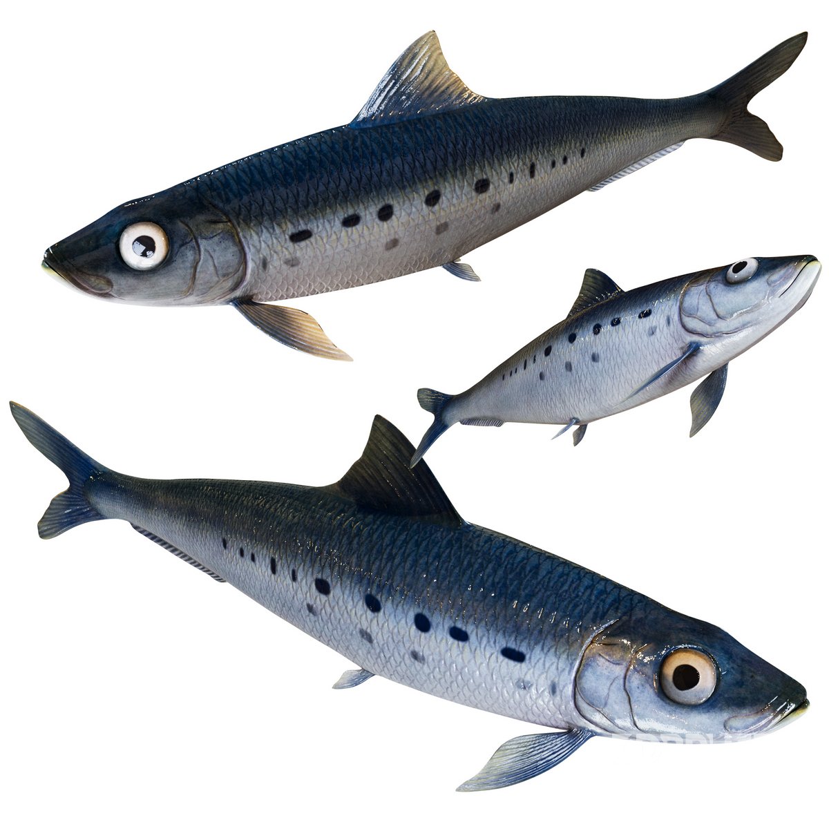 Sardine Fish Image 1