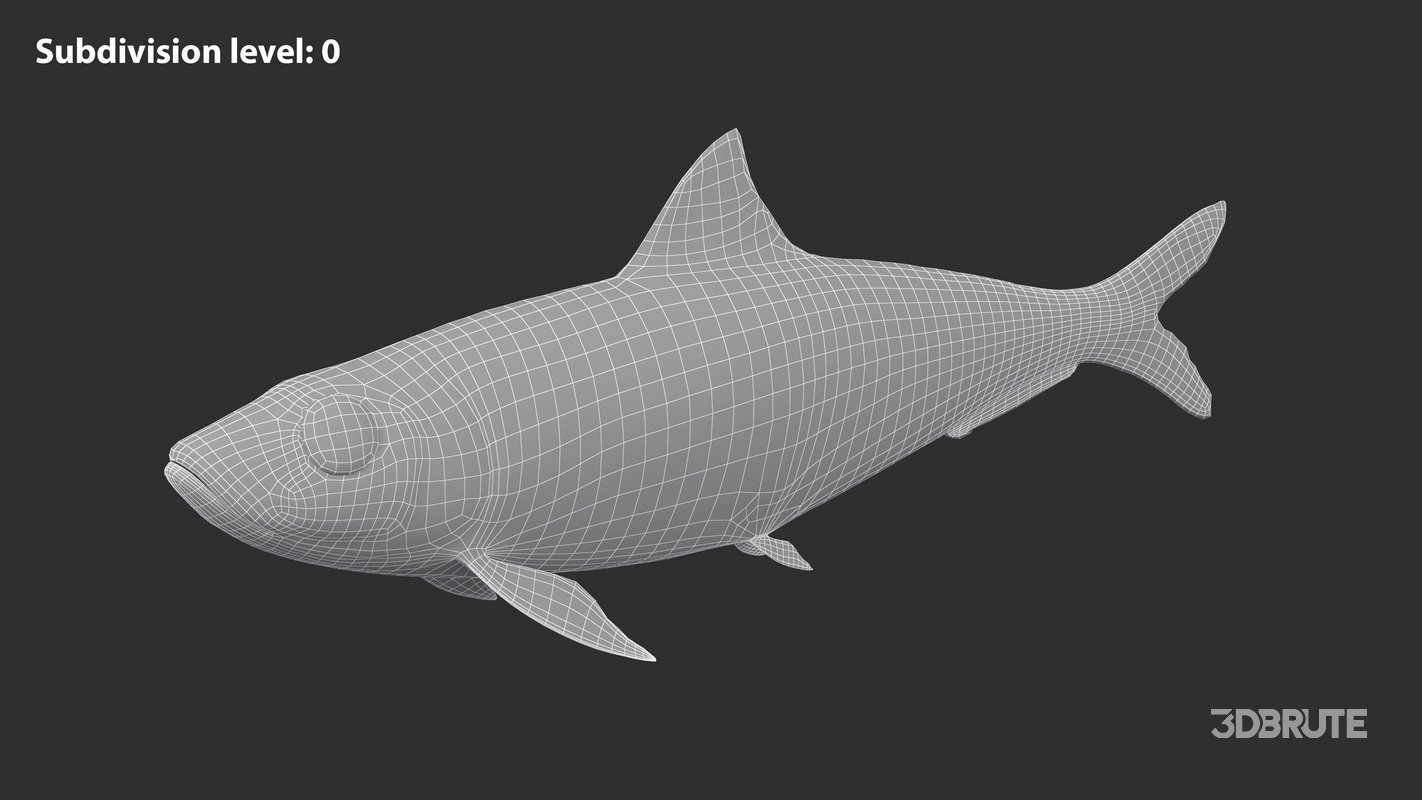 Sardine Fish Image 6