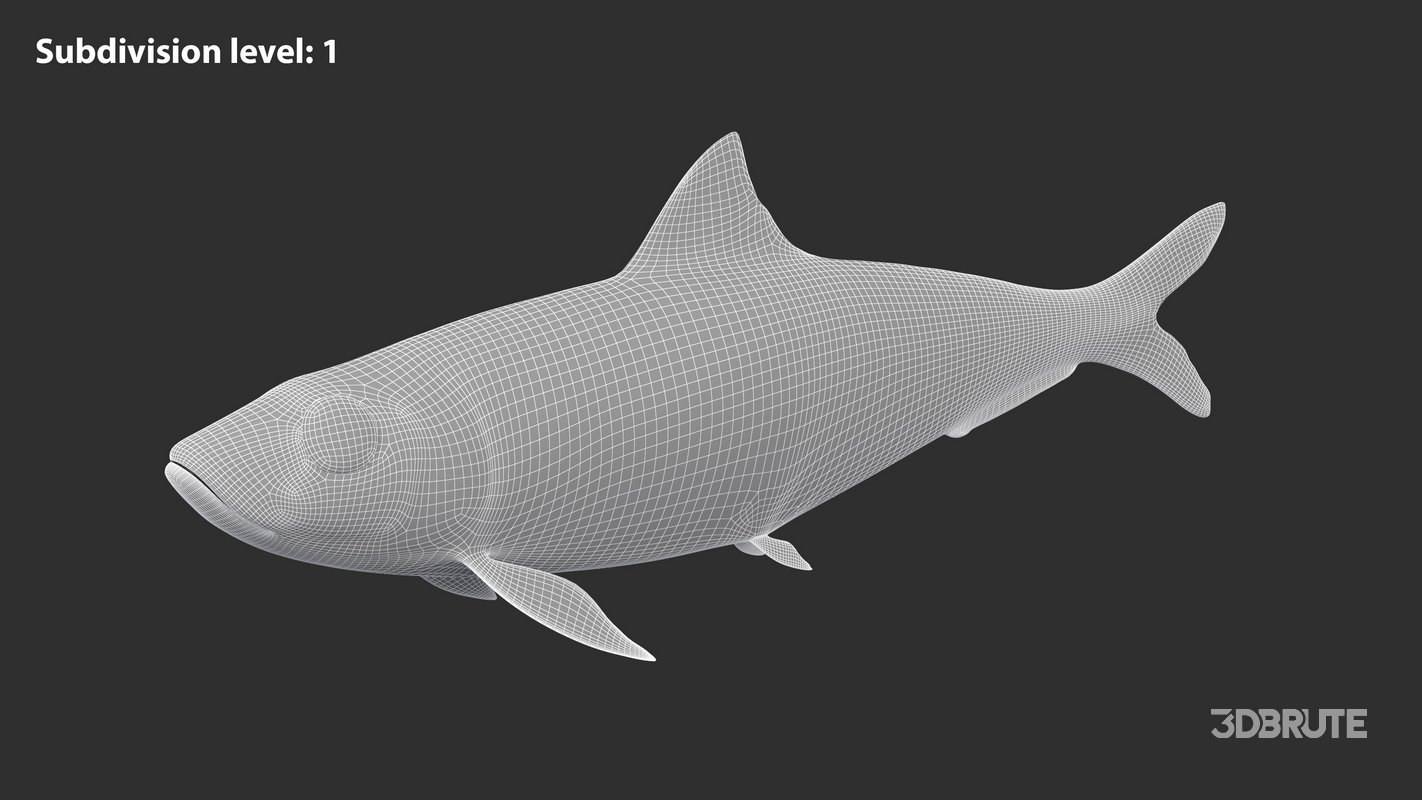 Sardine Fish Image 7