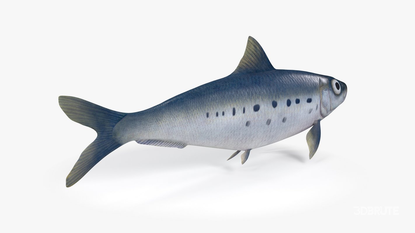 Sardine Fish Image 8