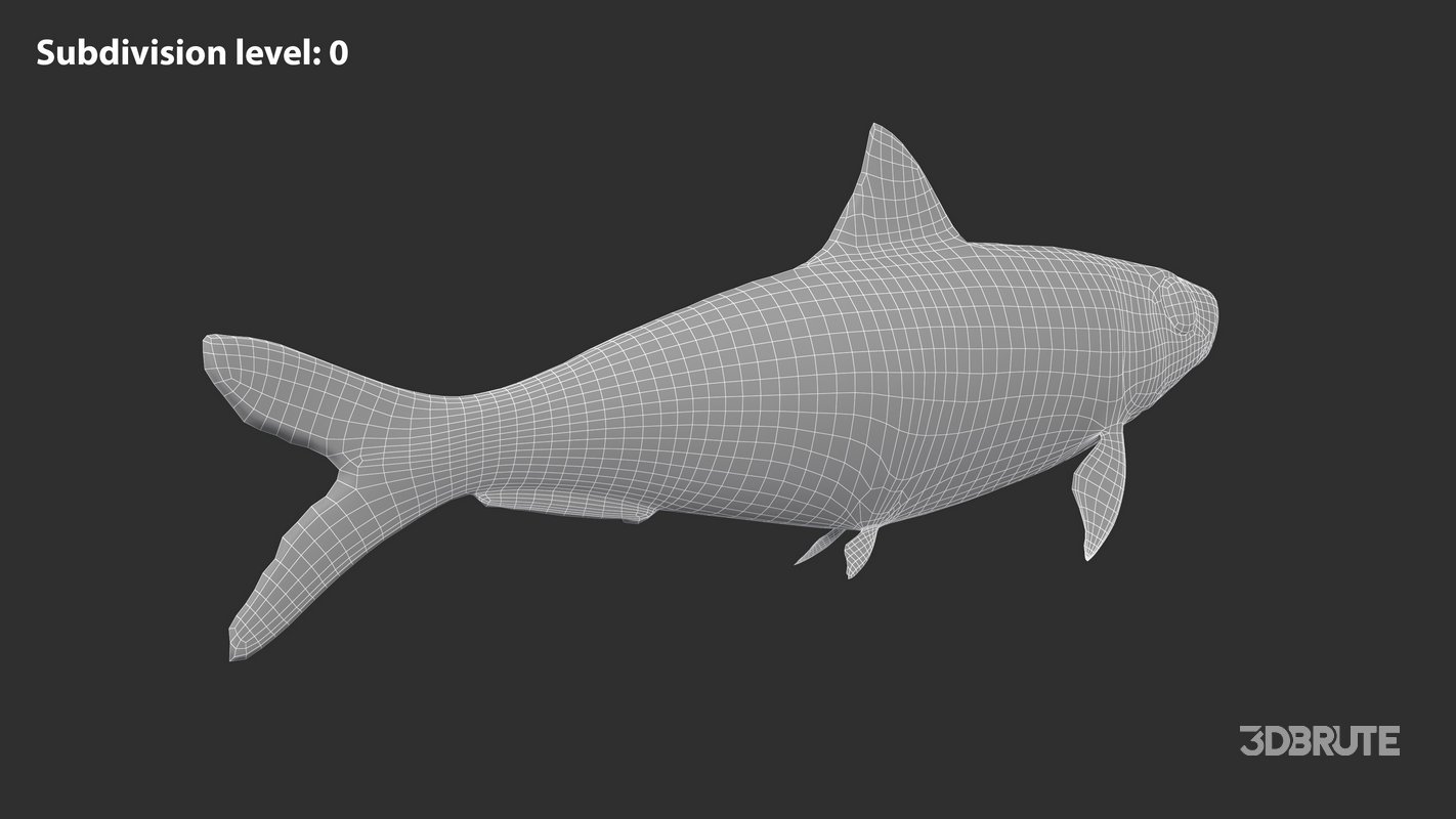 Sardine Fish Image 9