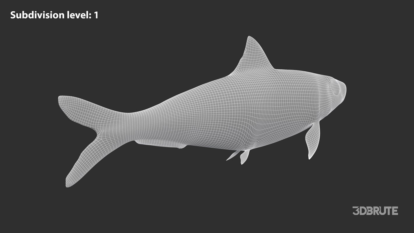 Sardine Fish Image 10