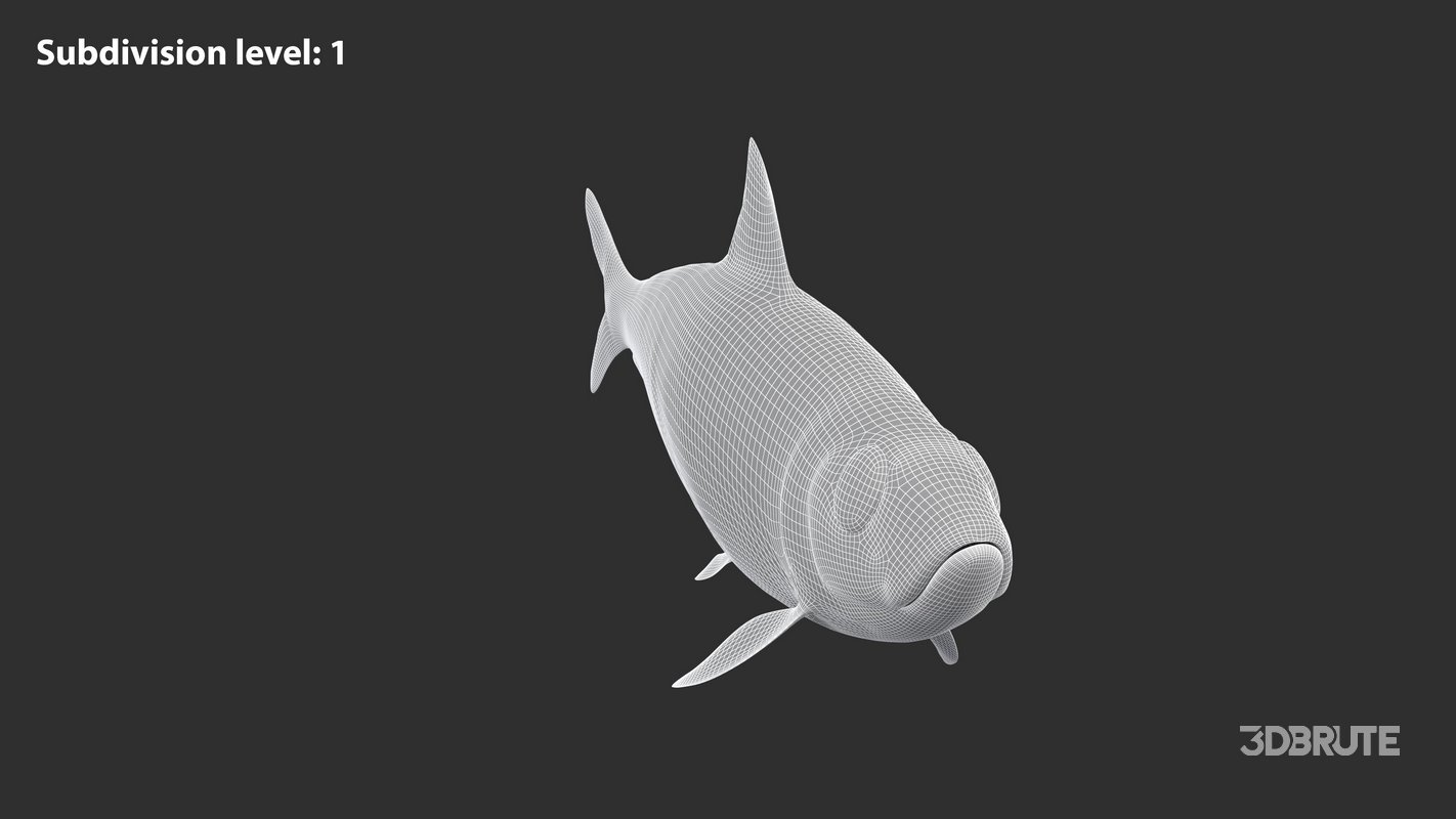 Sardine Fish Image 13