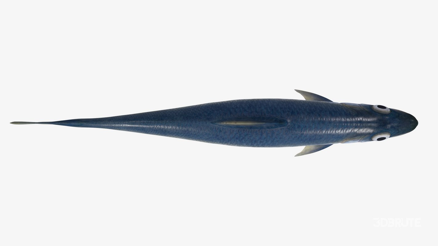 Sardine Fish Image 14