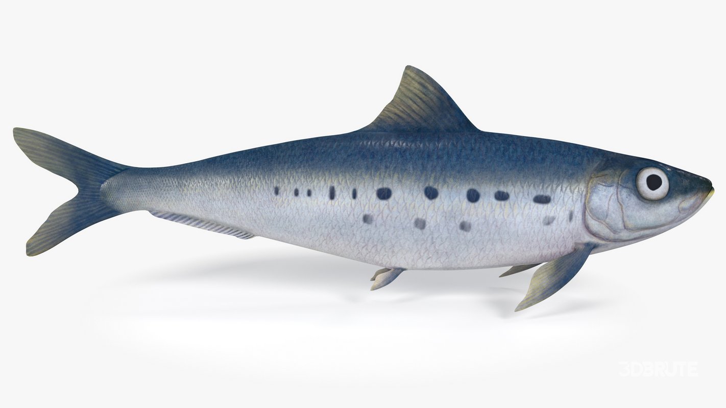 Sardine Fish Image 17