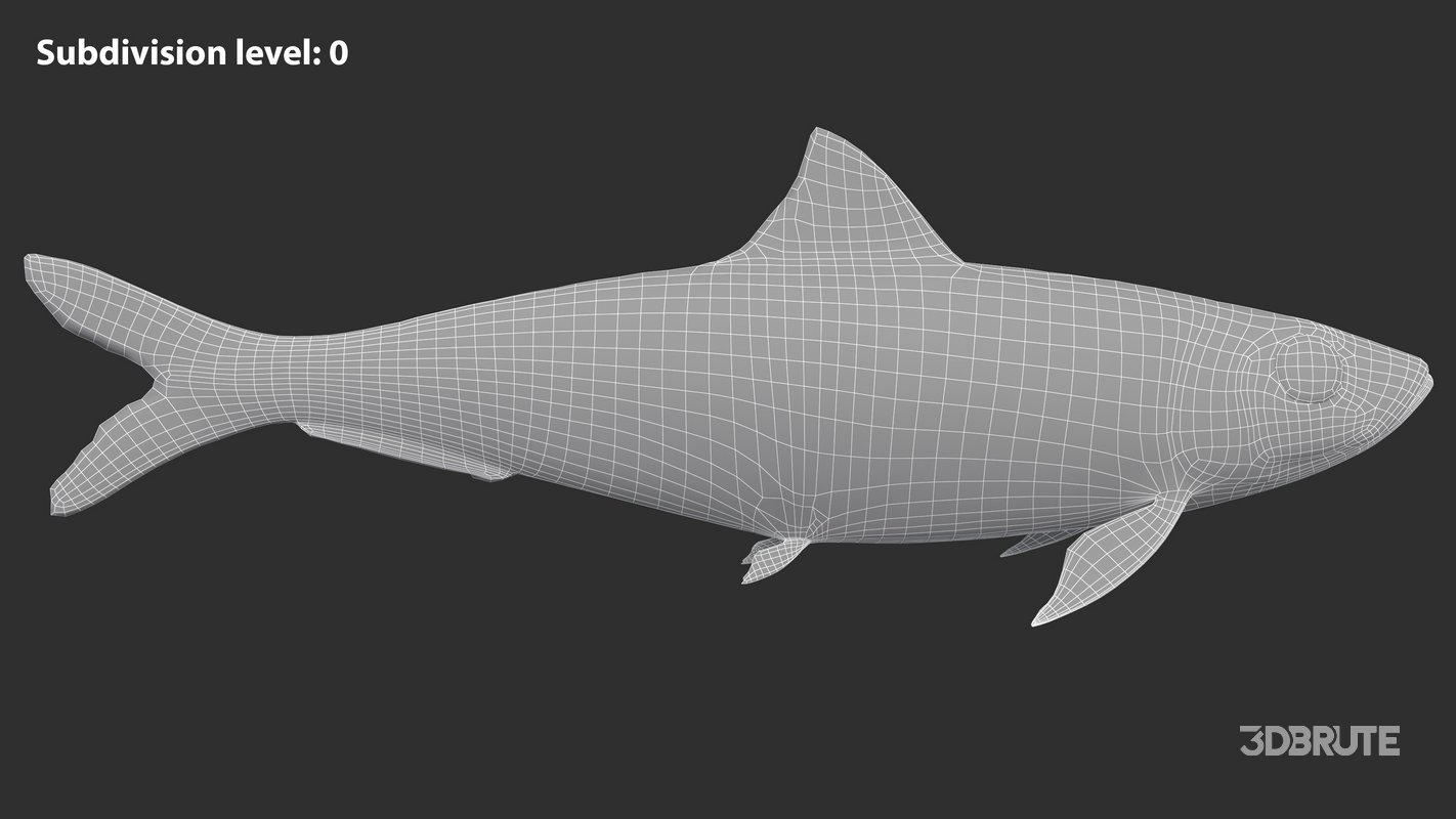 Sardine Fish Image 18