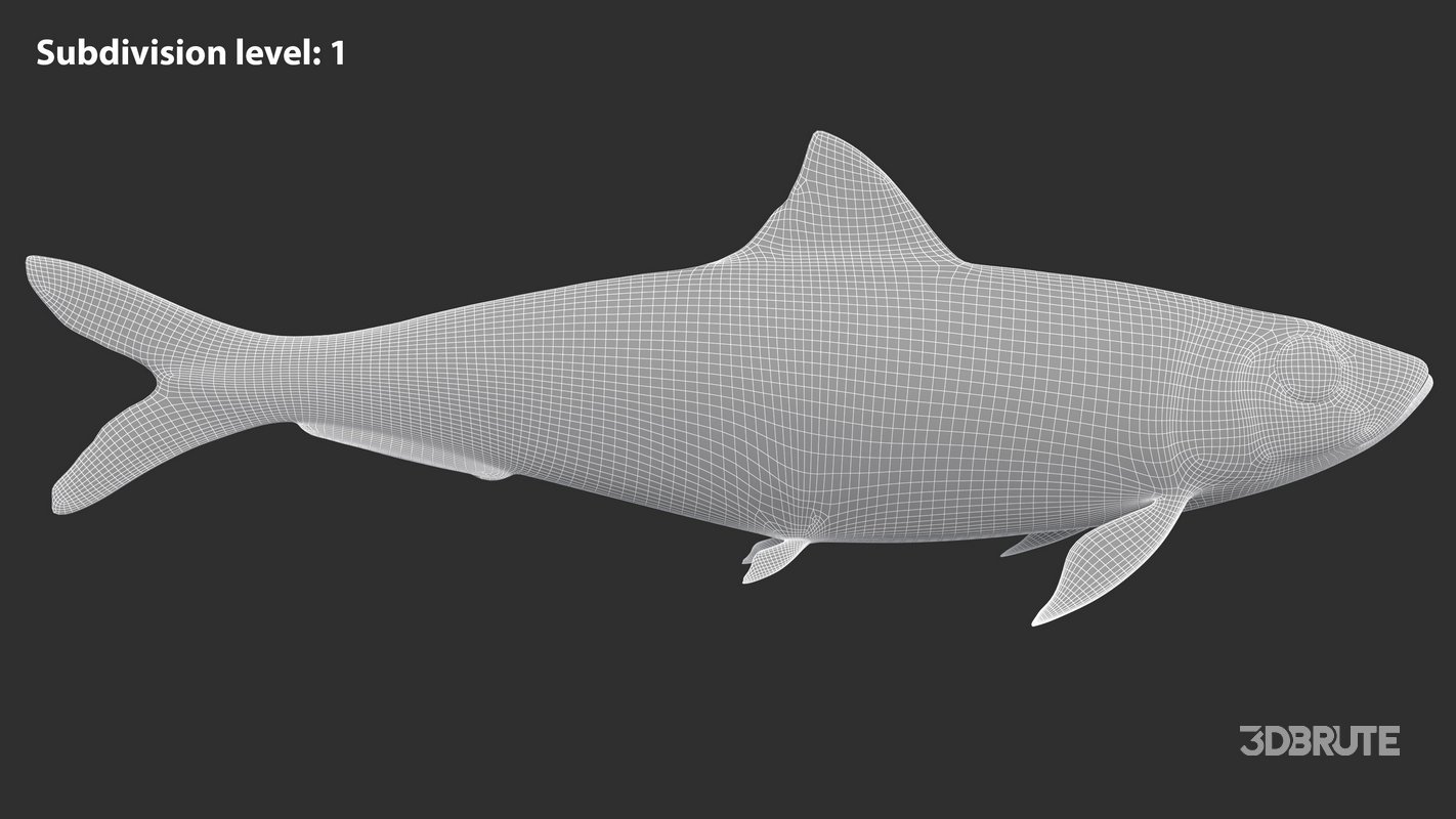 Sardine Fish Image 20