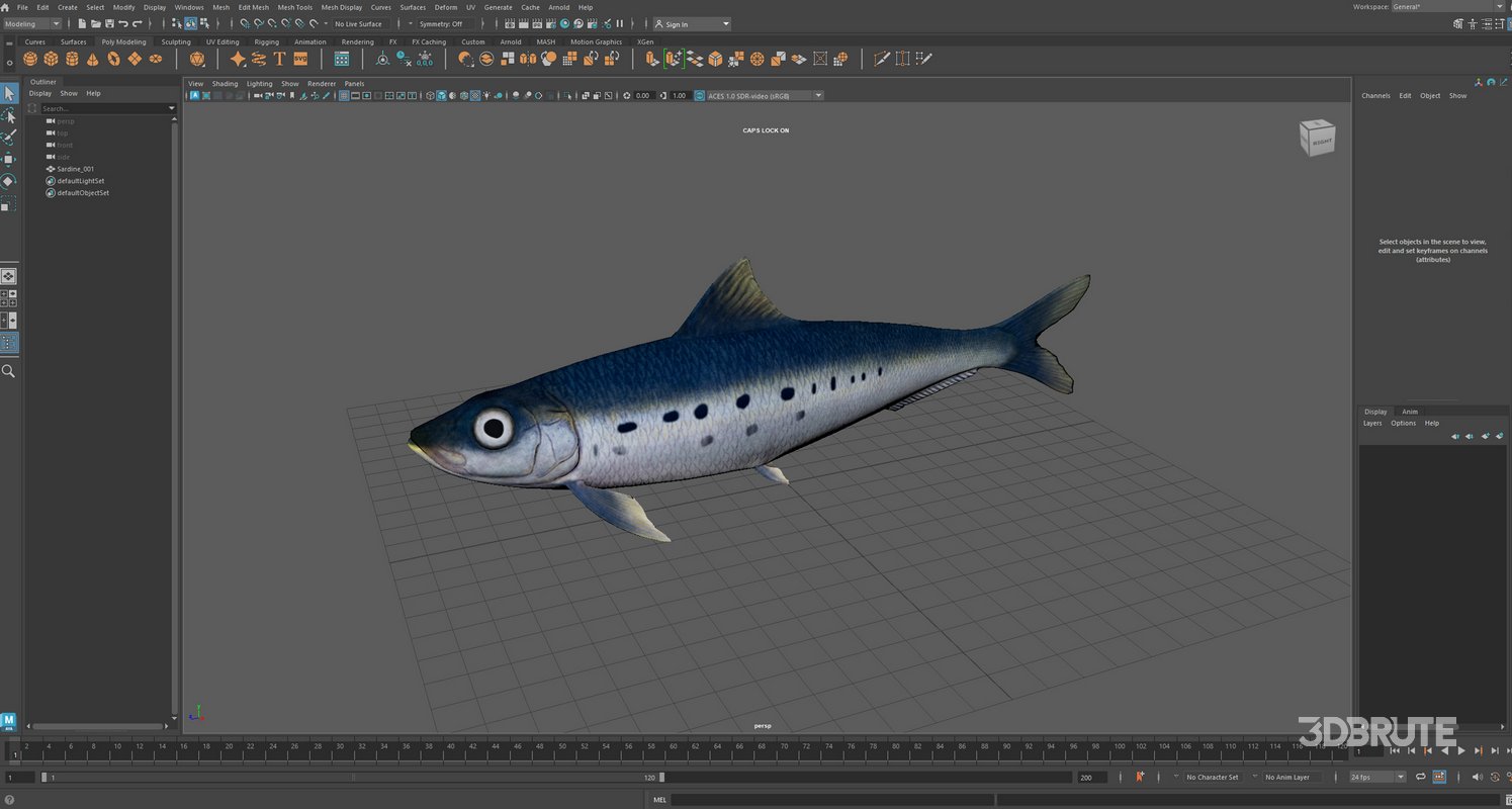 Sardine Fish Image 22