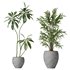 Indoor plants set 112 Aquatica Grand Artificiel and Lutescens Areca Palm - Thumbnail 2