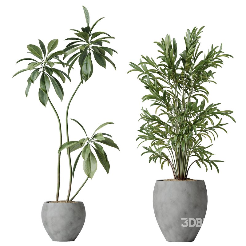 Indoor plants set 112 Aquatica Grand Artificiel and Lutescens Areca Palm Image 2