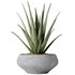 Indoor plants set 112 Aquatica Grand Artificiel and Lutescens Areca Palm - Thumbnail 3