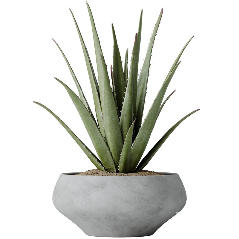 Indoor plants set 112 Aquatica Grand Artificiel and Lutescens Areca Palm Image 3