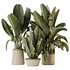 HQ HousePlants Ravenala Banana Strelitzia Nicolai Bird Of Paradise Set07 - Thumbnail 1