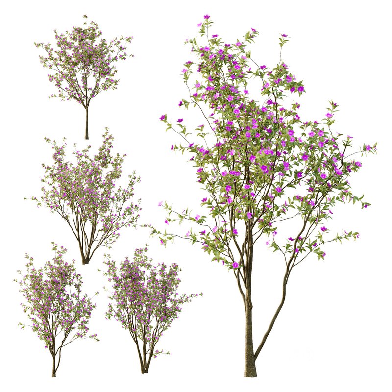 Tibouchina Semidecandra Tree02 Image 1