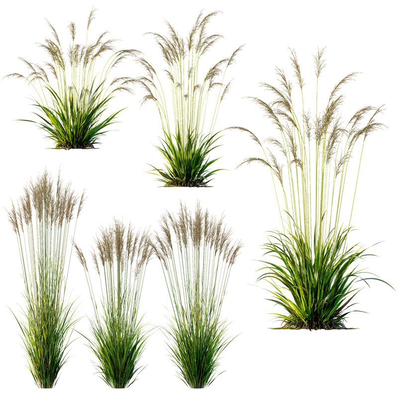 Molinia Caerulea Heidebraut Kleines Pfeifengras Image 1