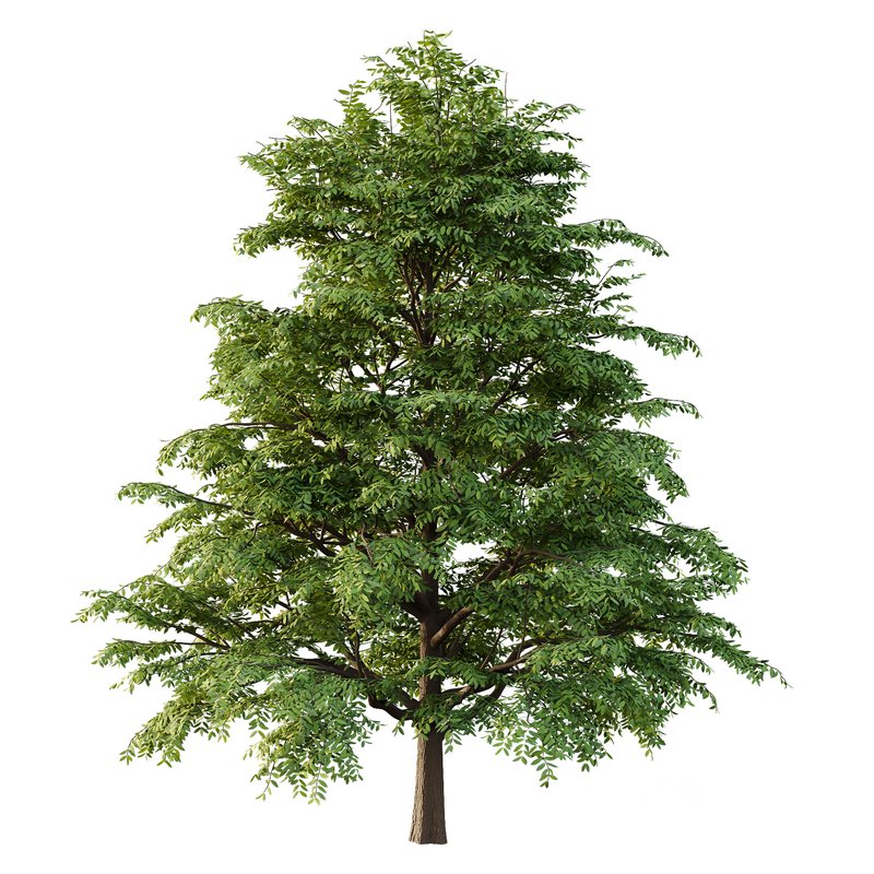 fraxinus excelsior Tree07 Image 1