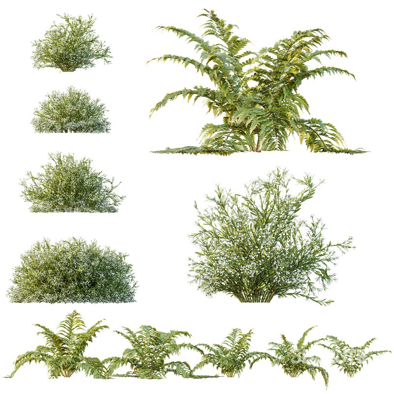 spring bush Macrothelypteris OligoPhlebia Torresiana Fern and Gypsophila Image 2