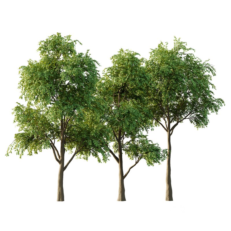 fraxinus excelsior Tree03 Image 1