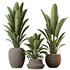 HQ HousePlants Ravenala Banana Strelitzia Nicolai Bird Of Paradise Set10 - Thumbnail 1