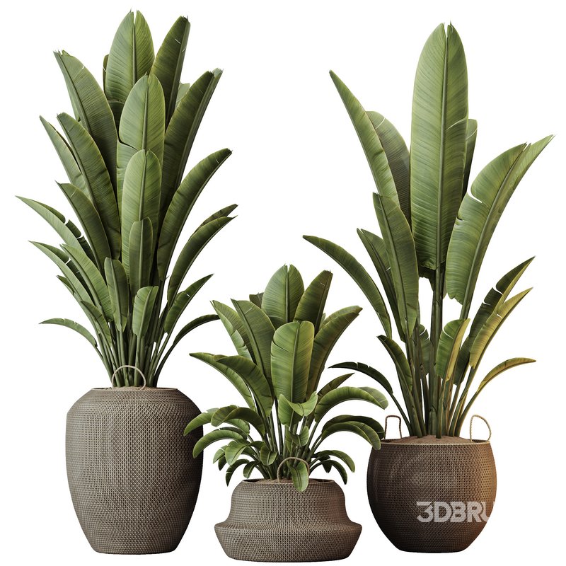HQ HousePlants Ravenala Banana Strelitzia Nicolai Bird Of Paradise Set10 Image 1