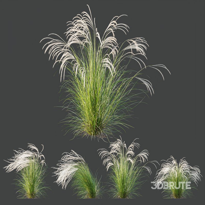 HQ Plants European Feather Stipa Pennata Grass Image 1