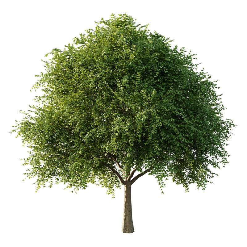 fraxinus excelsior Tree04 Image 1