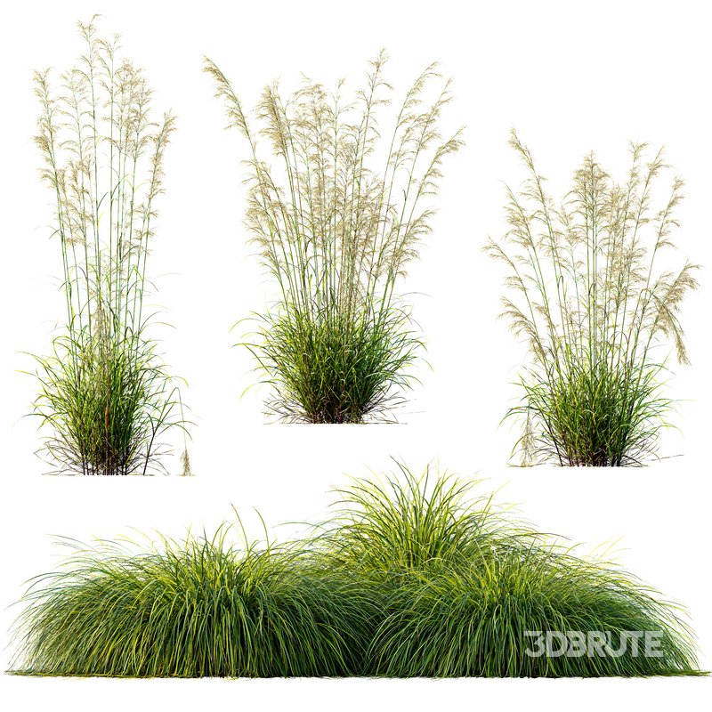 Celtica Gigantea Stipa Golden Oats and Carex Elata Aurea Grass Image 3