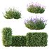spring bush Lavandula Pedunculata Atlantica Subpedunculata - Thumbnail 1